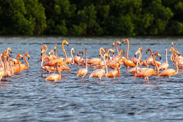 Caribbean-Trinidad-Caroni Swamp American greater flamingos in water